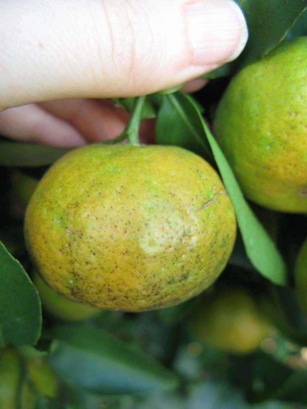              Immature fruit (Winter Haven, FL)       